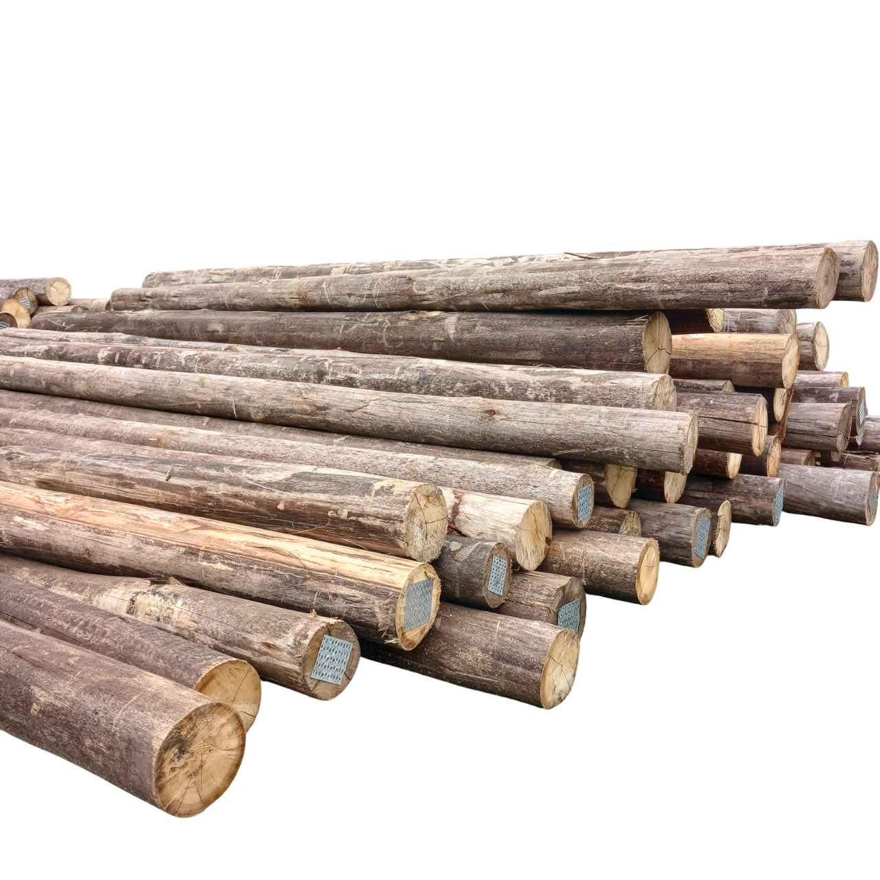 Eucalipto Tratado 10m x 25-26cm (Diâmetro)