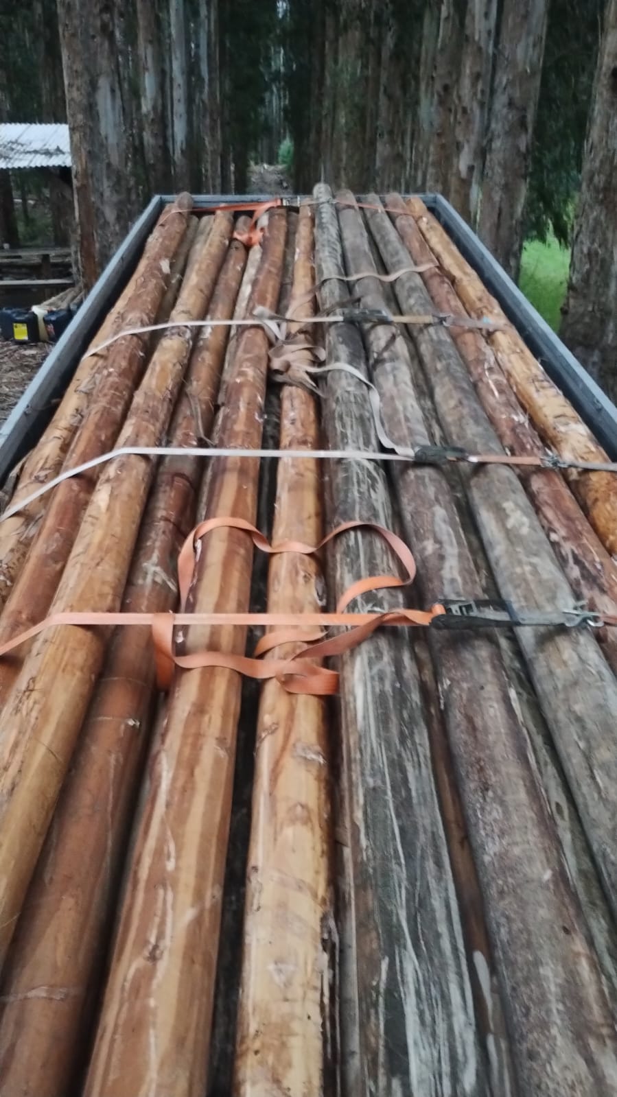 Eucalipto Tratado 11m x 17-18cm (Diâmetro) - Imagem 11