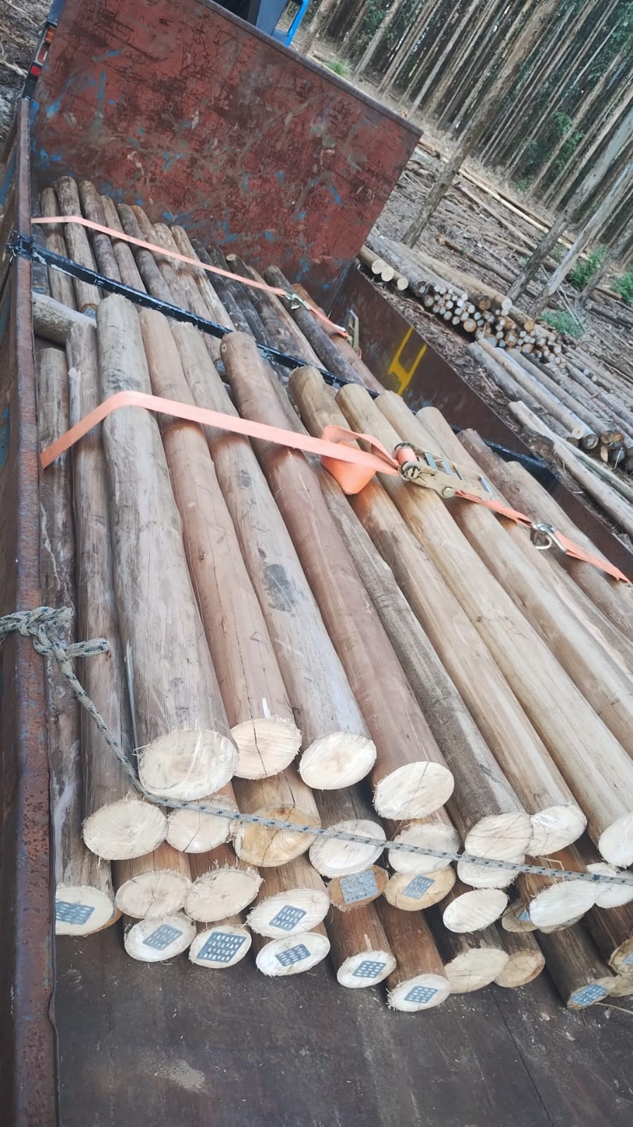 Eucalipto Tratado 11m x 17-18cm (Diâmetro) - Imagem 10