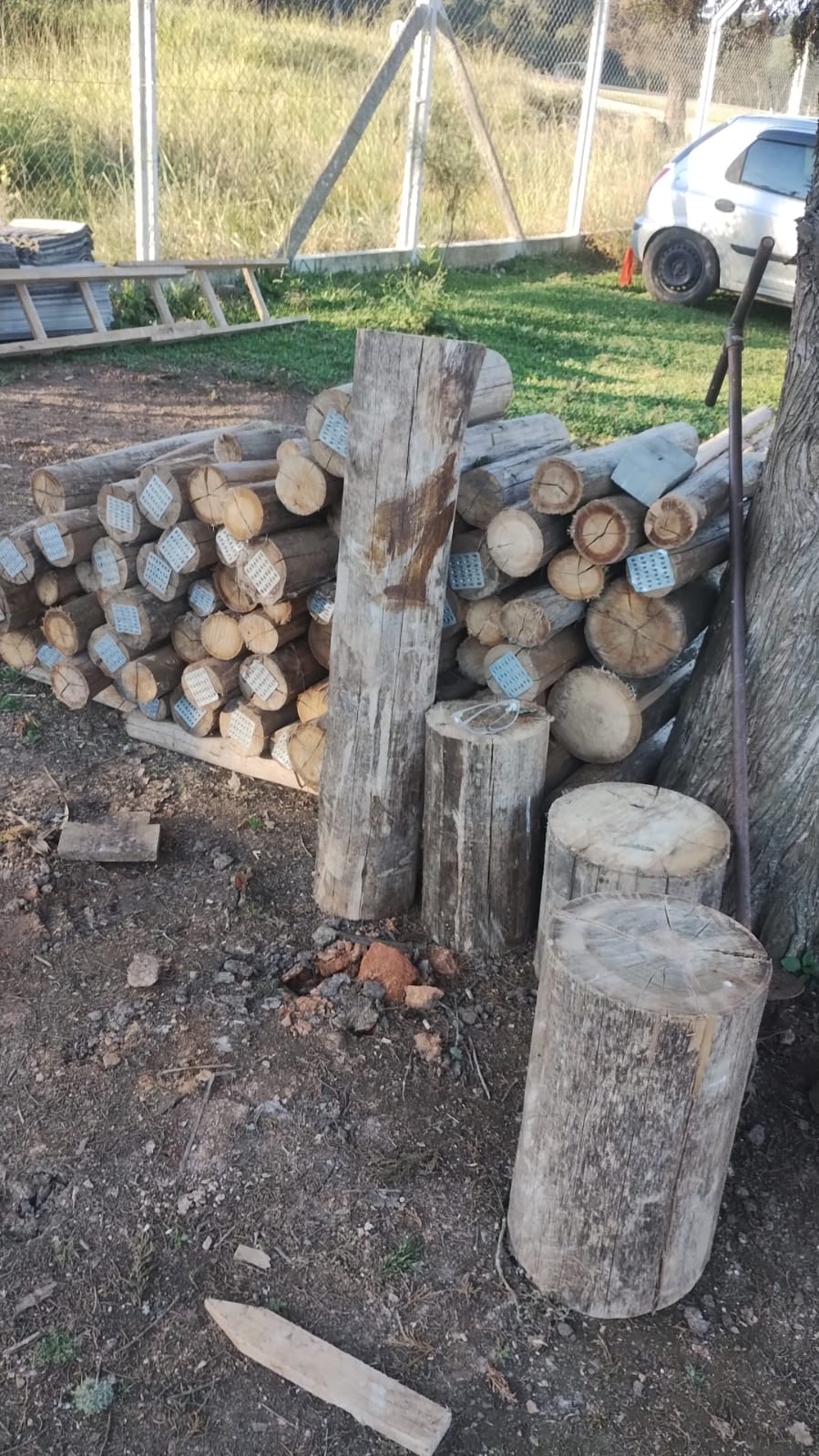 Eucalipto Tratado 11m x 17-18cm (Diâmetro) - Imagem 4